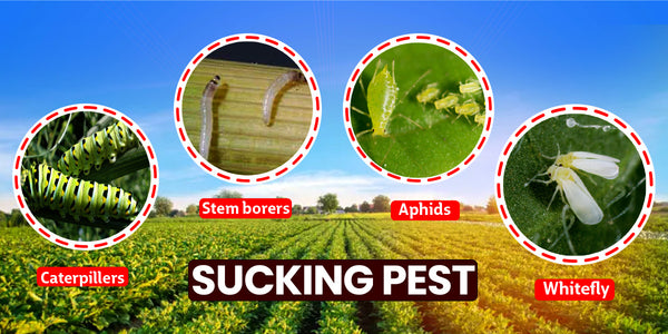 Beuveria Bassiana: A Powerful Bio-Insecticide for Effective Pest Control