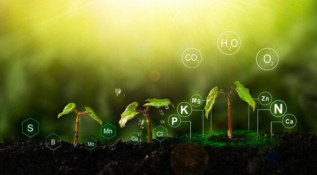 Plant Nutrition