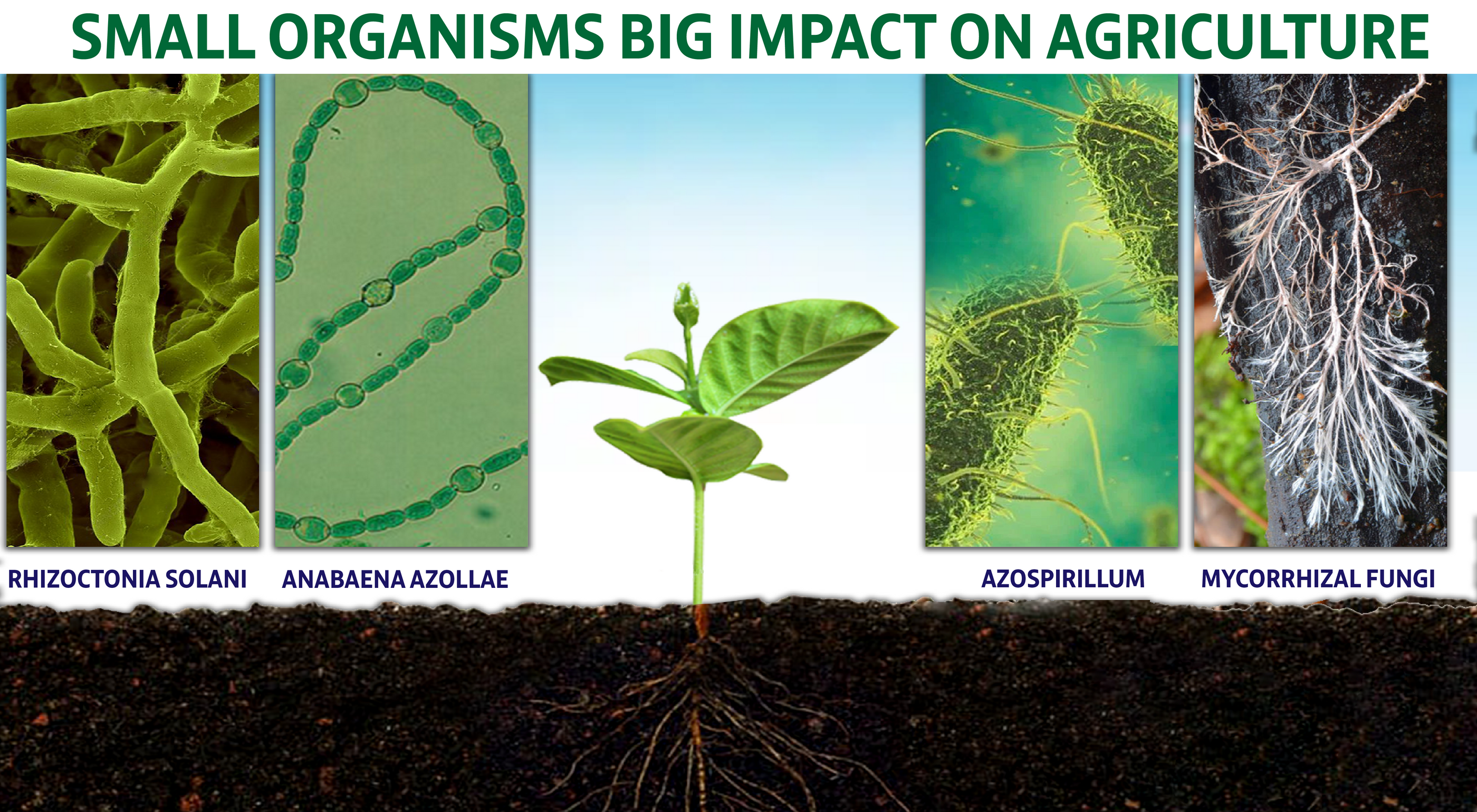 Microbes: Small Organisms Big Impact on Agriculture - Agriplex
