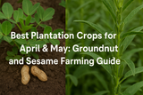 Best Plantation Crops for April & May: Groundnut and Sesame Farming Guide