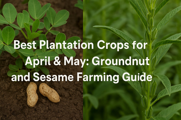 Best Plantation Crops for April & May: Groundnut and Sesame Farming Guide