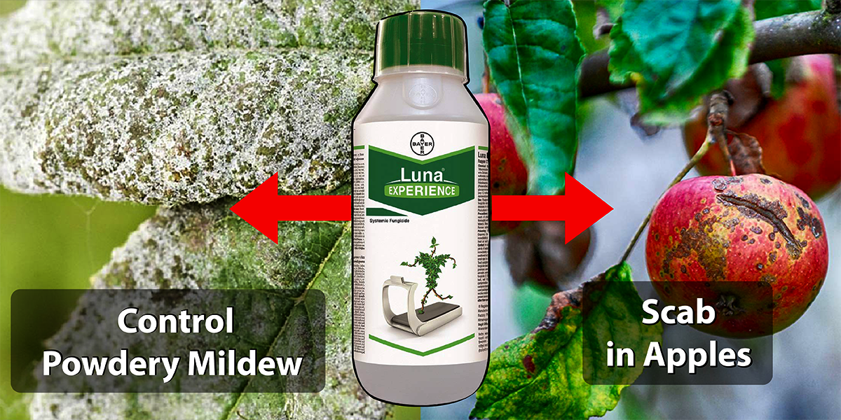 Bayer Luna Experience: Control Powdery Mildew and Scab in Apples - Agriplex