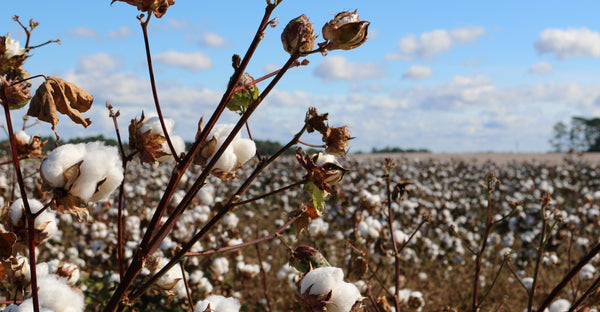कपास की फसल  में पोषक तत्वों की कमी का प्रबंधन