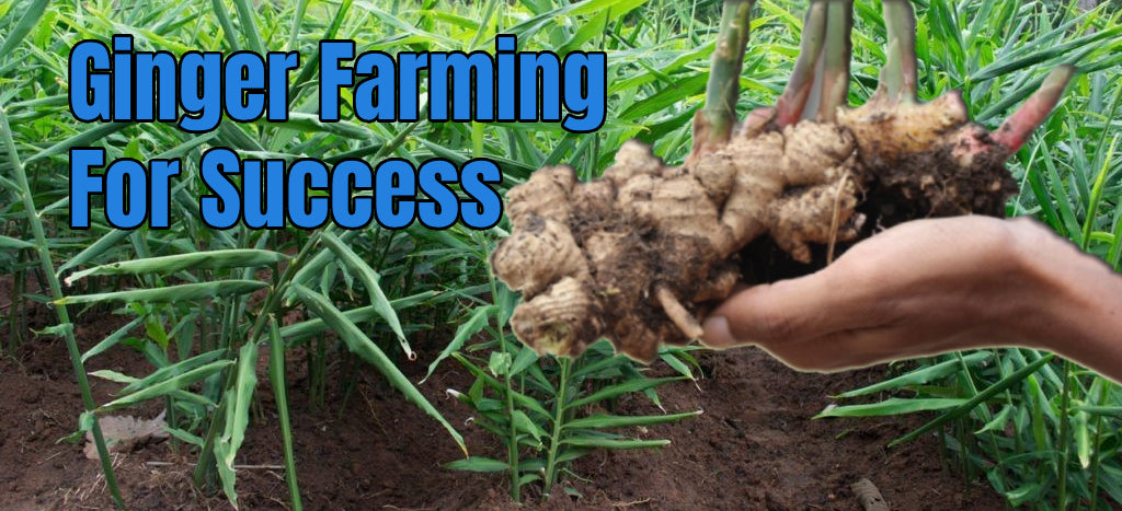 Ginger Farming for Success - Agriplex