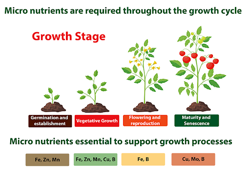 Chelated Micronutrients: Everything You Need to Know - Agriplex