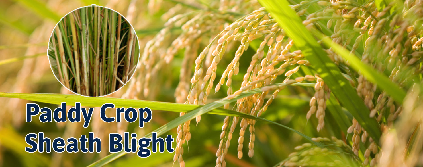 Sheath Blight in Paddy Crops: Symptoms, Causes, Management Strategies - Agriplex