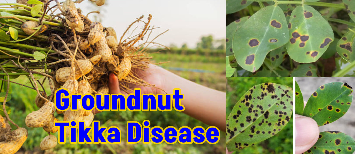 Tikka Disease in Groundnut: Symptoms, Causes & Management Strategies - Agriplex