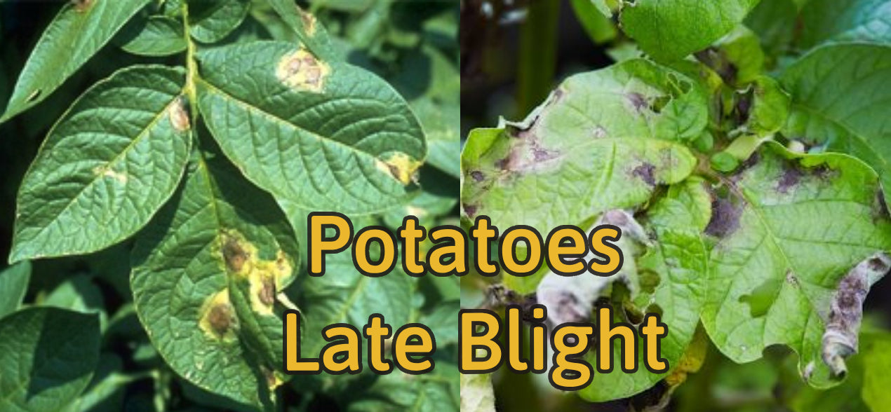 Late Blight in Potatoes: Symptoms, Causes and Management - Agriplex