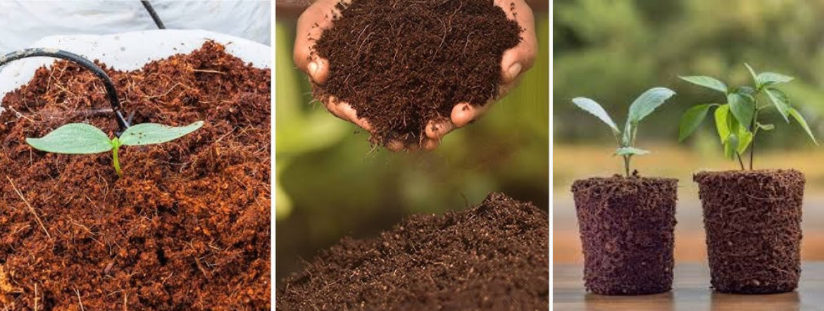The Role of Cocopeat in Modern Agriculture: A Sustainable Revolution - Agriplex