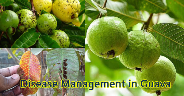 Disease Management in Guava : Symptoms and Effective Control Methods