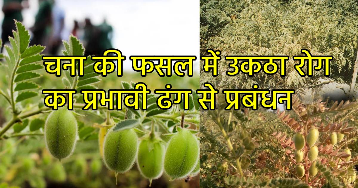 चना की फसल में उकठा रोग का प्रभावी ढंग से प्रबंधन - Agriplex