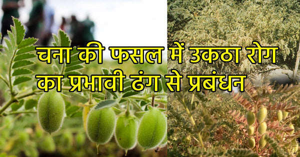 चना की फसल में उकठा रोग का प्रभावी ढंग से प्रबंधन