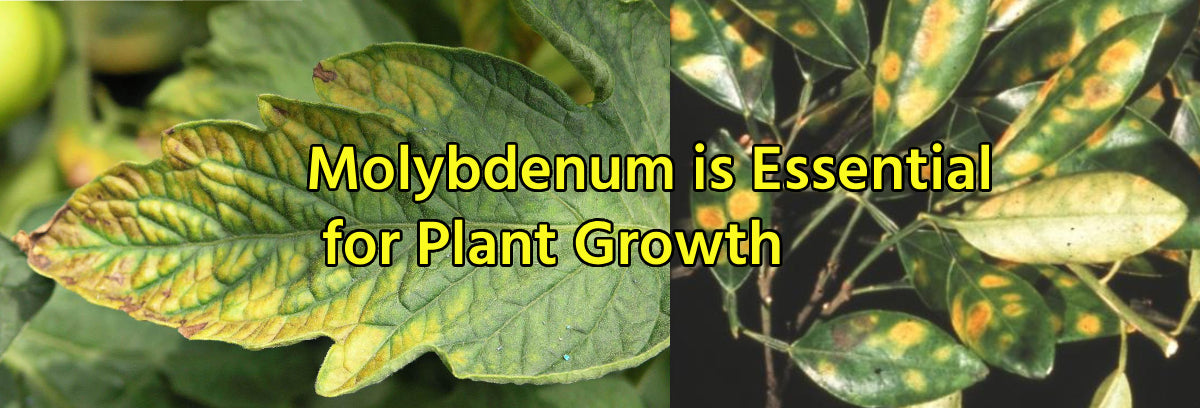 Molybdenum: The Essential Trace Mineral Your Plants Crave - Agriplex