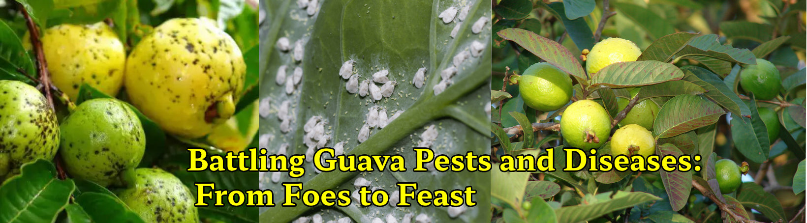 The Ultimate Guide to Battling Guava Pests and Diseases: From Foes to Feast - Agriplex