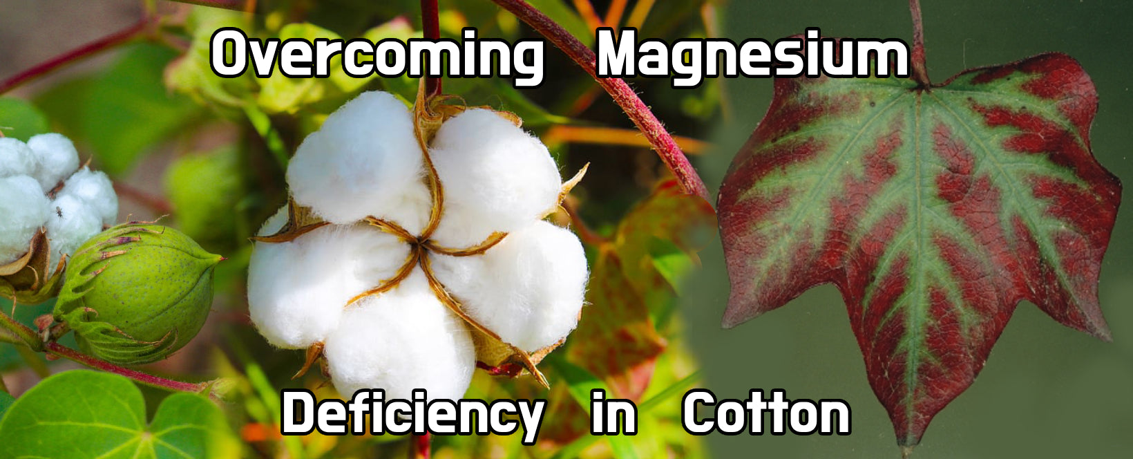 Overcoming Magnesium deficiency in cotton - Agriplex