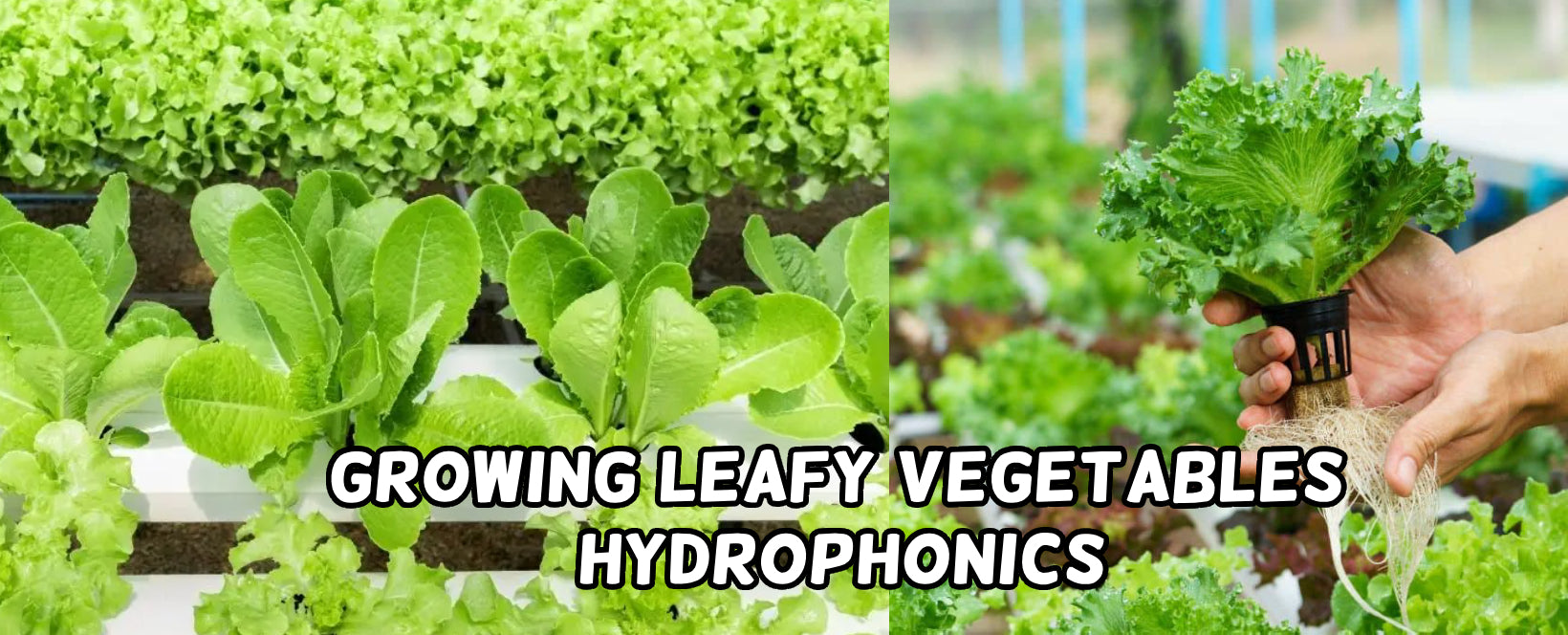 Growing Leafy Vegetables : Hydrophonics - Agriplex