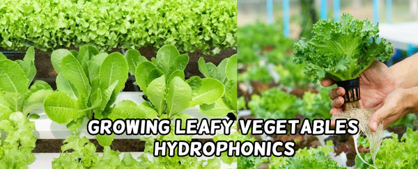 Growing Leafy Vegetables : Hydrophonics