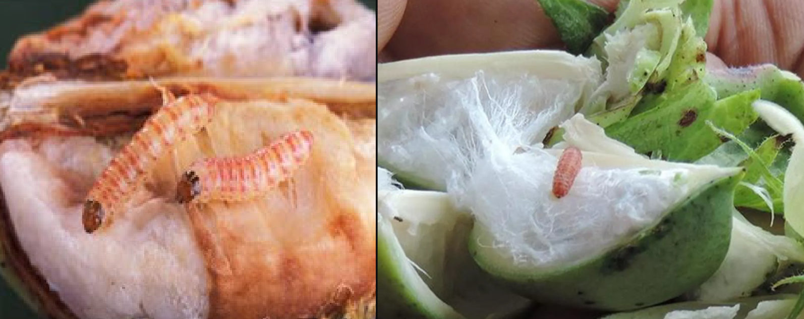 गुलाबी सुंडी की समस्या का सही उपाय, मल्टीप्लेक्स मिंचू प्लस के साथ - Agriplex