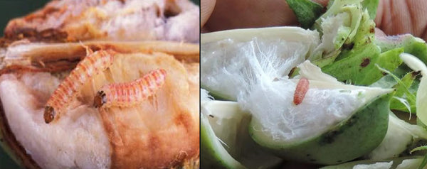 गुलाबी सुंडी की समस्या का सही उपाय, मल्टीप्लेक्स मिंचू प्लस के साथ