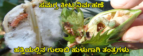 ಸಮಗ್ರ ಕೀಟ ನಿರ್ವಹಣೆ -ಹತ್ತಿಯಲ್ಲಿನ ಗುಲಾಬಿ ಹುಳುಗಾಗಿ ತಂತ್ರಗಳು
