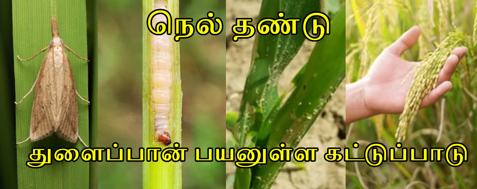 நெல் தண்டு துளைப்பான் பயனுள்ள கட்டுப்பாடு - Agriplex
