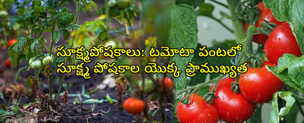 సూక్ష్మపోషకాలు: టమోటా పంటలో సూక్ష్మ పోషకాల యొక్క ప్రాముఖ్యత
