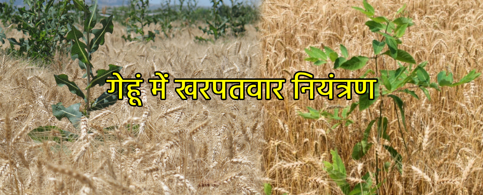 गेहूं में खरपतवार नियंत्रण - Agriplex