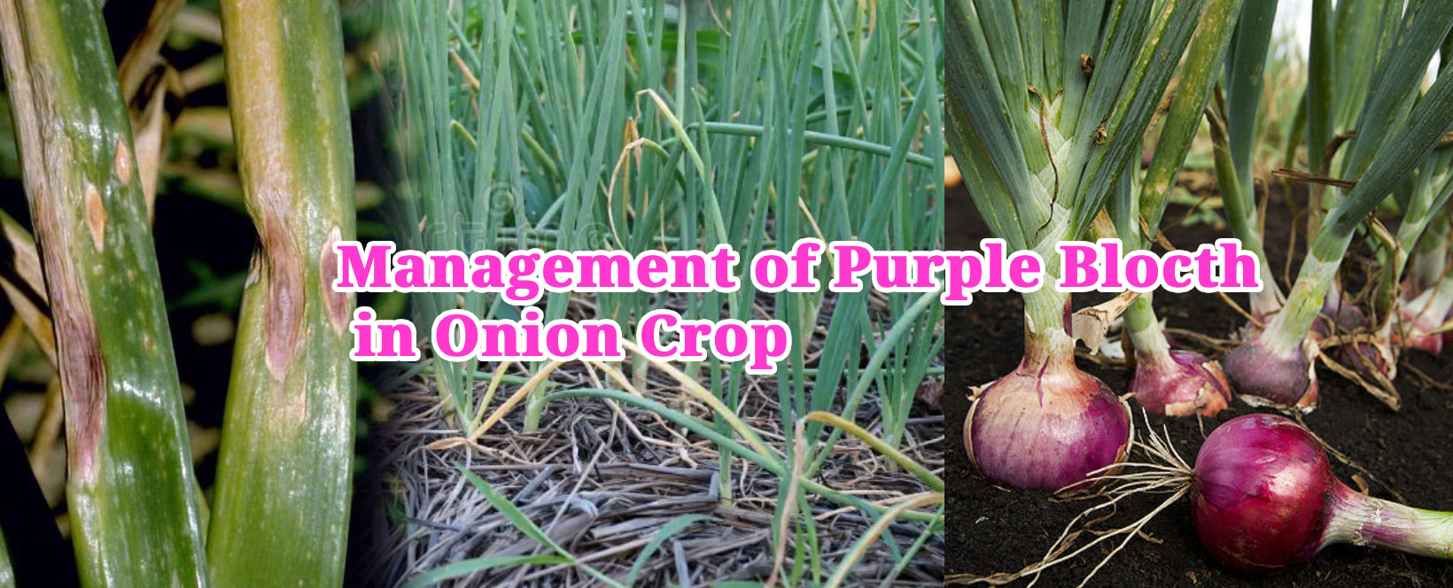Management of Purple Blocth in Onion Crop - Agriplex