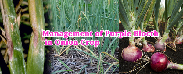 Management of Purple Blocth in Onion Crop