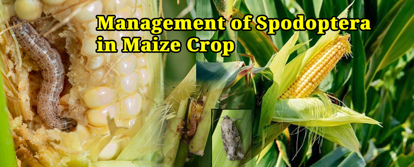 Management of Spodoptera in Maize Crop - Agriplex