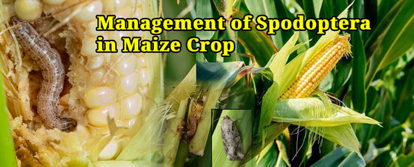Management of Spodoptera in Maize Crop