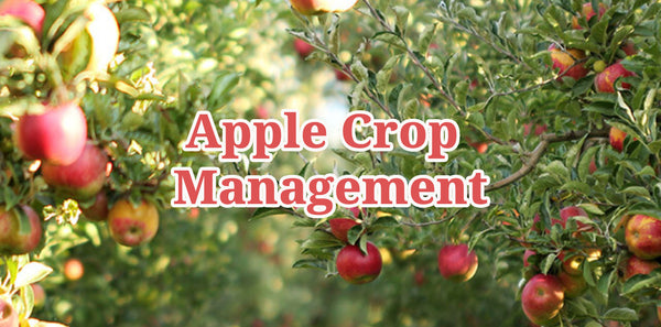 Apple Crop Management