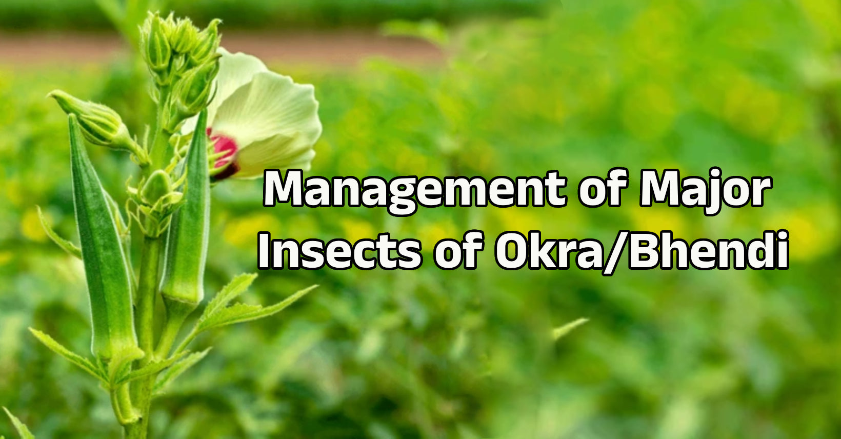 Management of Major Insects of Okra/Bhendi - Agriplex