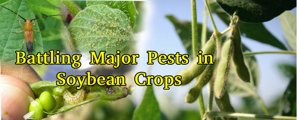 Battling Major Pests in Soybean Crops