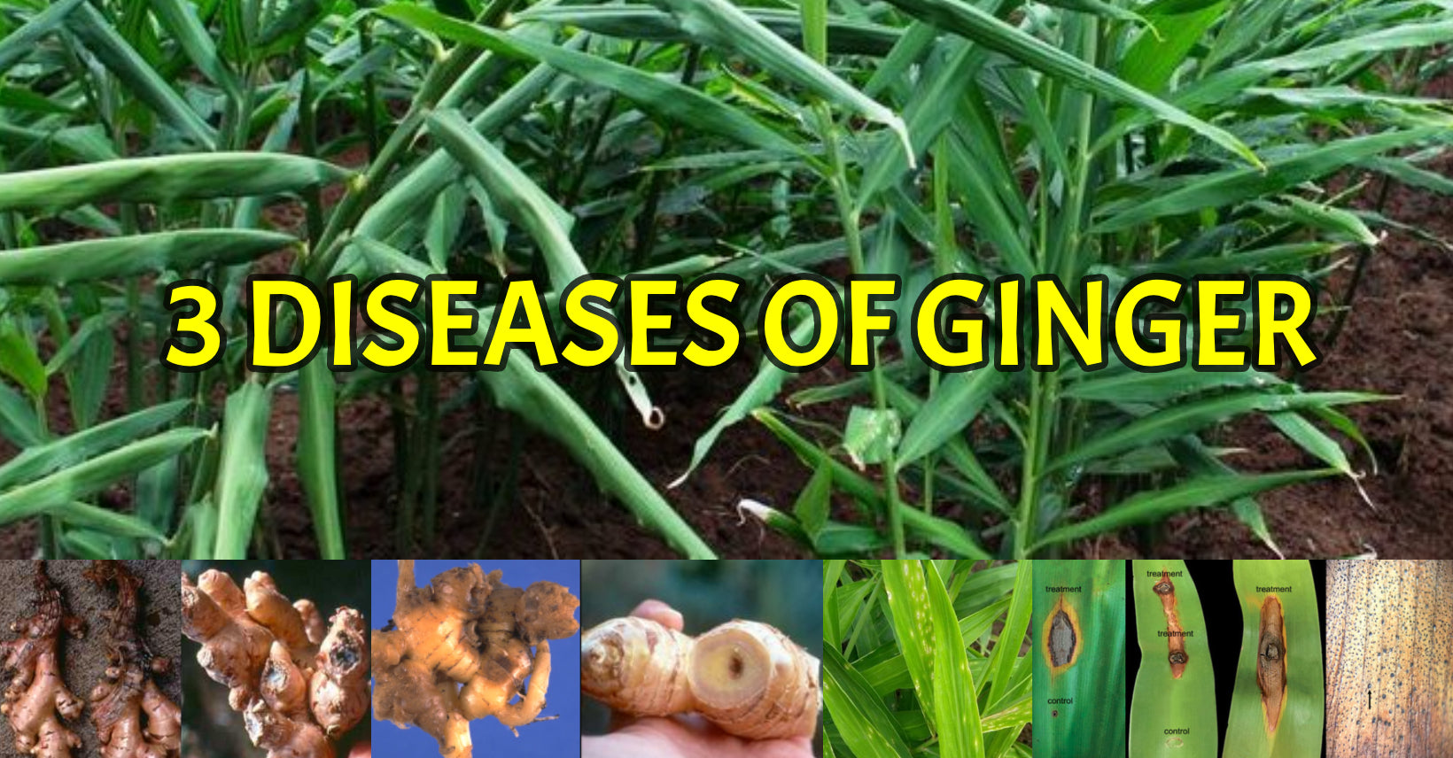 Common Pests and Diseases in Indian Ginger Farming