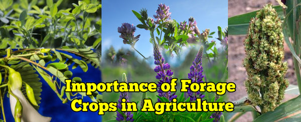 Importance of Forage crops in Agriculture