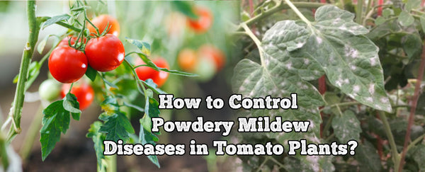 How to Control Powdery Mildew Diseases in Tomato Plants?