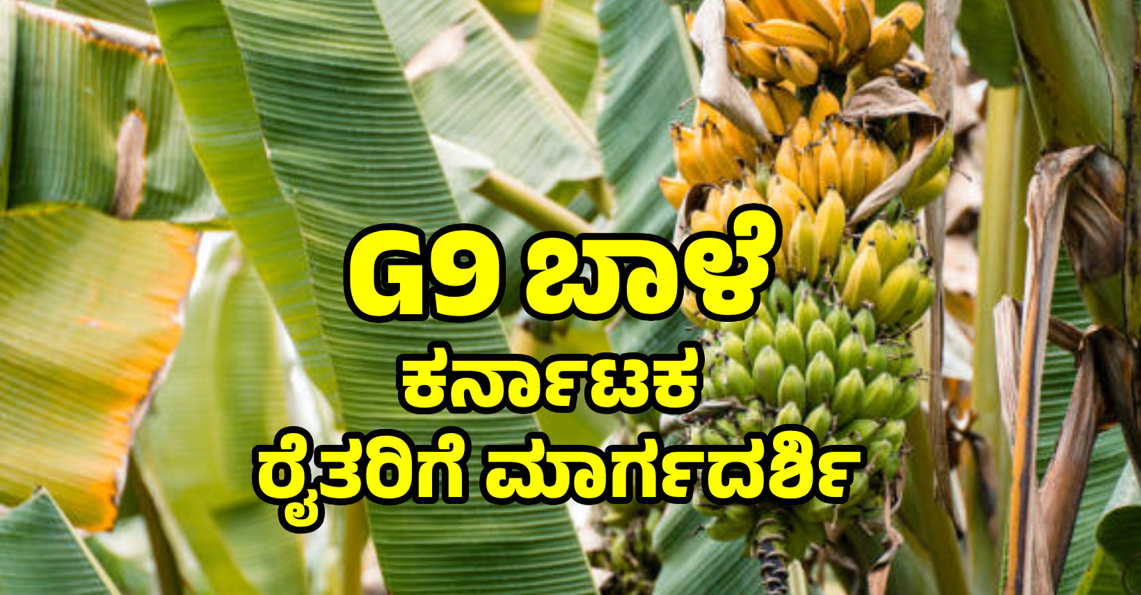 ಜಿ9-ಬಾಳೆ: ಕರ್ನಾಟಕ ರೈತರಿಗೆ ಮಾರ್ಗದರ್ಶಿ
