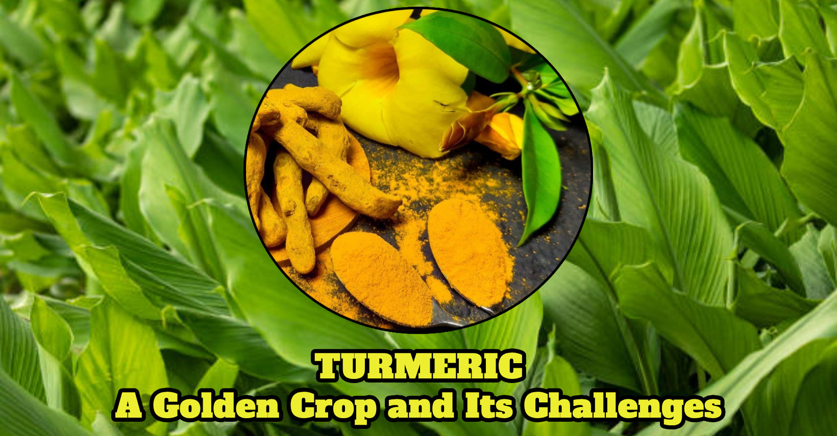 Turmeric: A Golden Crop and Its Challenges
