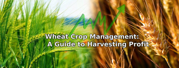 Wheat Crop Management: A Guide to Harvesting Profit