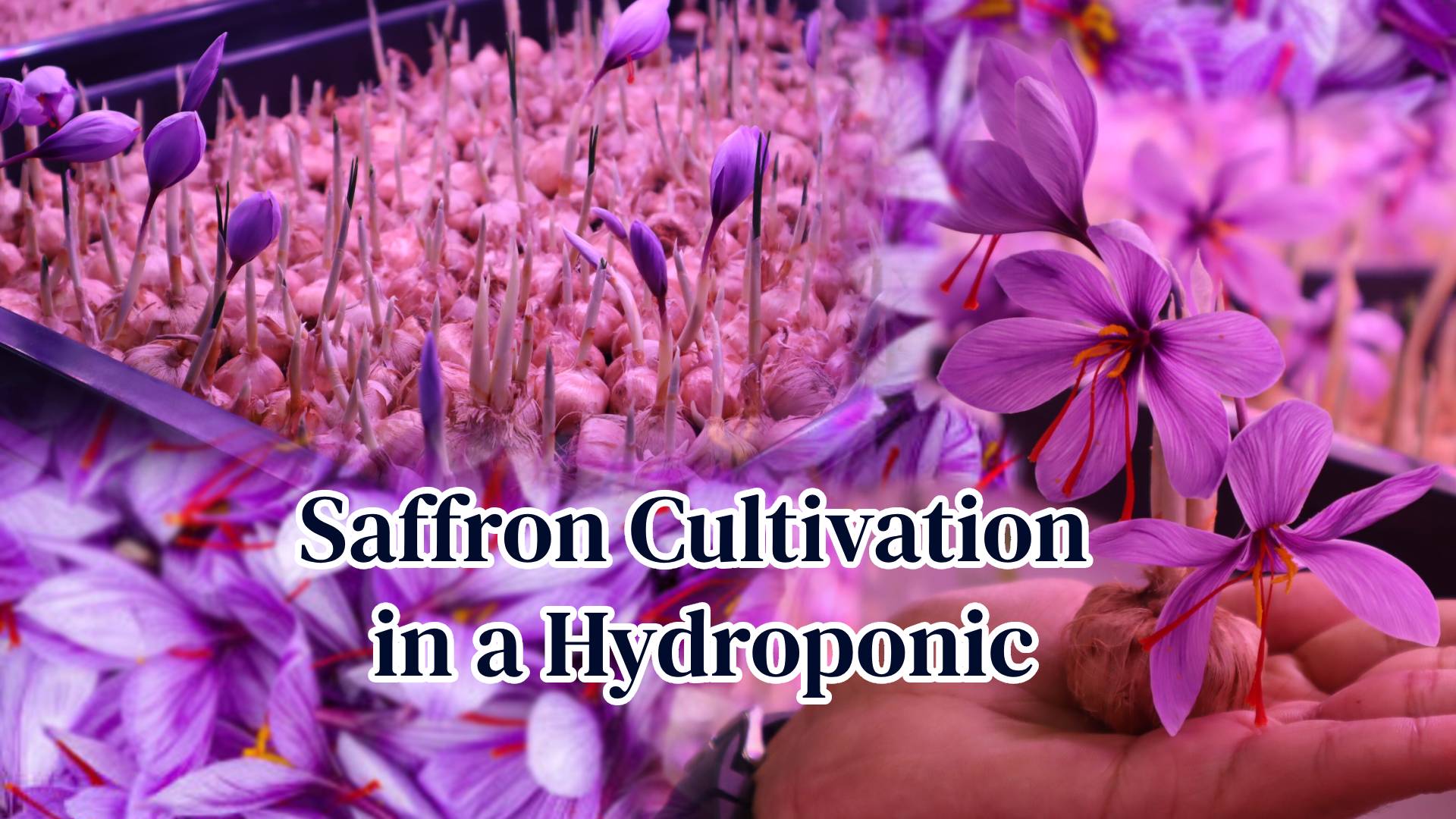 Saffron Cultivation in a Hydroponic System: A Modern Approach to an Ancient Spice