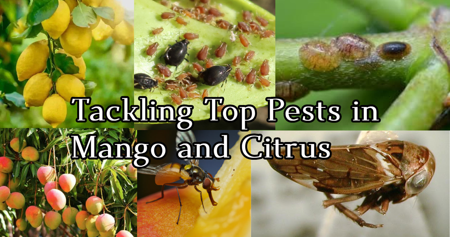 Battling the Orchard Bullies: Tackling Top Pests in Mango and Citrus