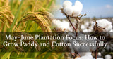"May–June Plantation Focus: How to Grow Paddy and Cotton Successfully"