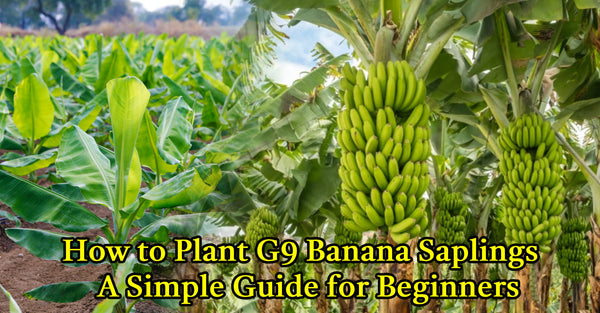 How to Plant G9 Banana Saplings – A Simple Guide for Beginners