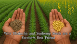 Green Gold for Your Soil: Why Dhaincha and Sunhemp Seeds are a Farmer’s Best Friend