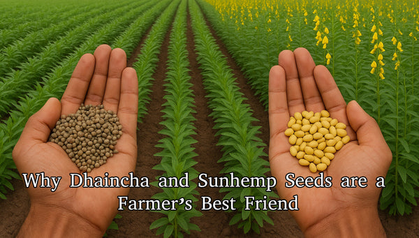 Green Gold for Your Soil: Why Dhaincha and Sunhemp Seeds are a Farmer’s Best Friend