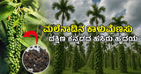 ಮಲೆನಾಡಿನ ಕಾಳುಮೆಣಸು – ದಕ್ಷಿಣ ಕನ್ನಡದ ಹಸಿರು ಹೃದಯ...