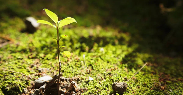 Govt Allocates ₹1.36 Crore for Biodiversity Conservation in Maharashtra and Uttar Pradesh