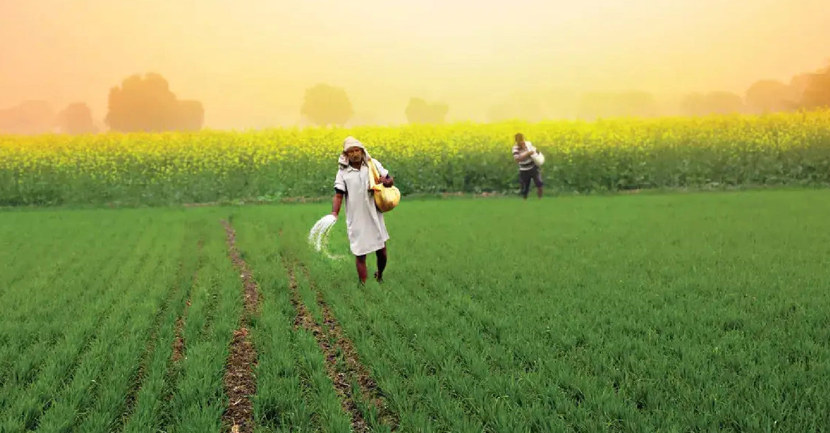 Centre Raises Non-Urea Fertiliser Subsidy to ₹37,952 Crore for Rabi 2025–26