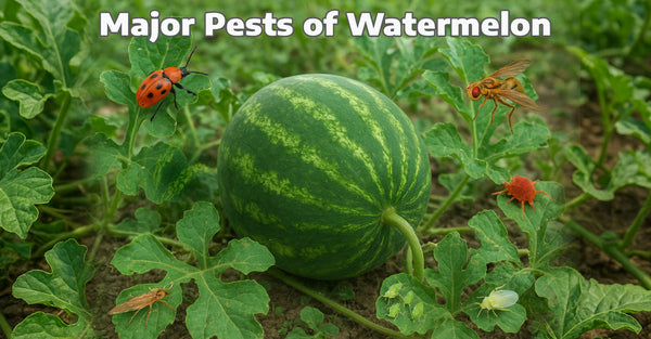 Major Pests of Watermelon: Identification, Damage Symptoms & Integrated Management